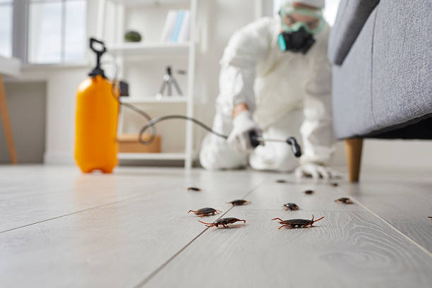Post-Treatment Bed Bug Interceptor Monitoring in Plain City
